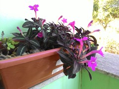 Ruellia makoyana