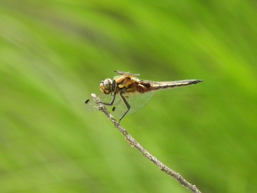 Four-spotted Skimmer