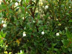 Gaultheria poeppigii