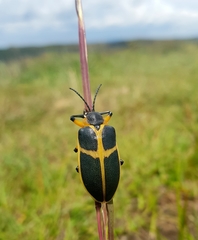 Mecistomela marginata