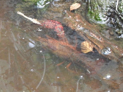 Red Swamp Crayfish
