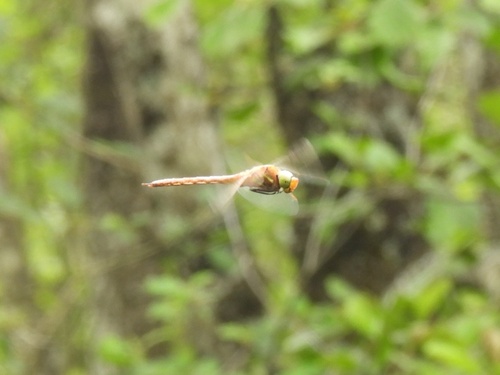 Norfolk Hawker