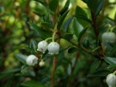 Gaultheria poeppigii