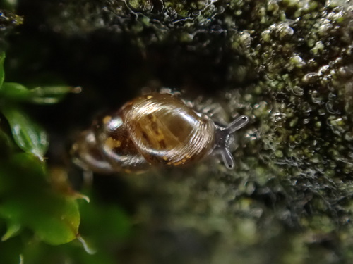 Tornatellinops novoseelandicus observed 2026-06-02