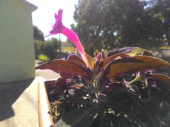 Ruellia makoyana