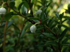 Gaultheria poeppigii