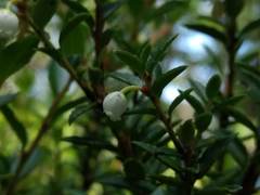 Gaultheria poeppigii