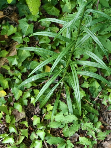 Amauromyza gyrans