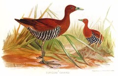 Andaman Crake photo 2