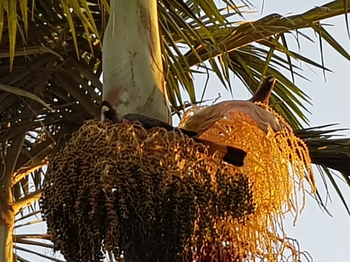 iNaturalist image