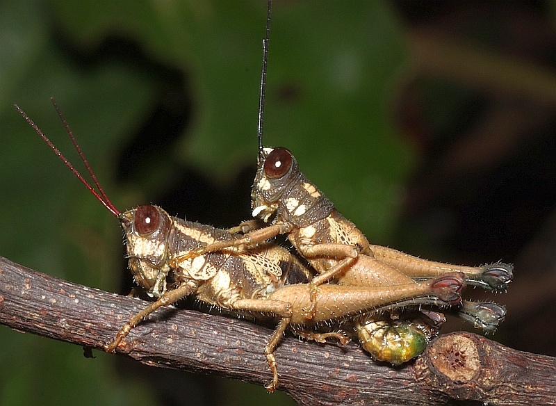 Episomacris pakitzae