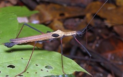 Pseudophasma scabriusculum