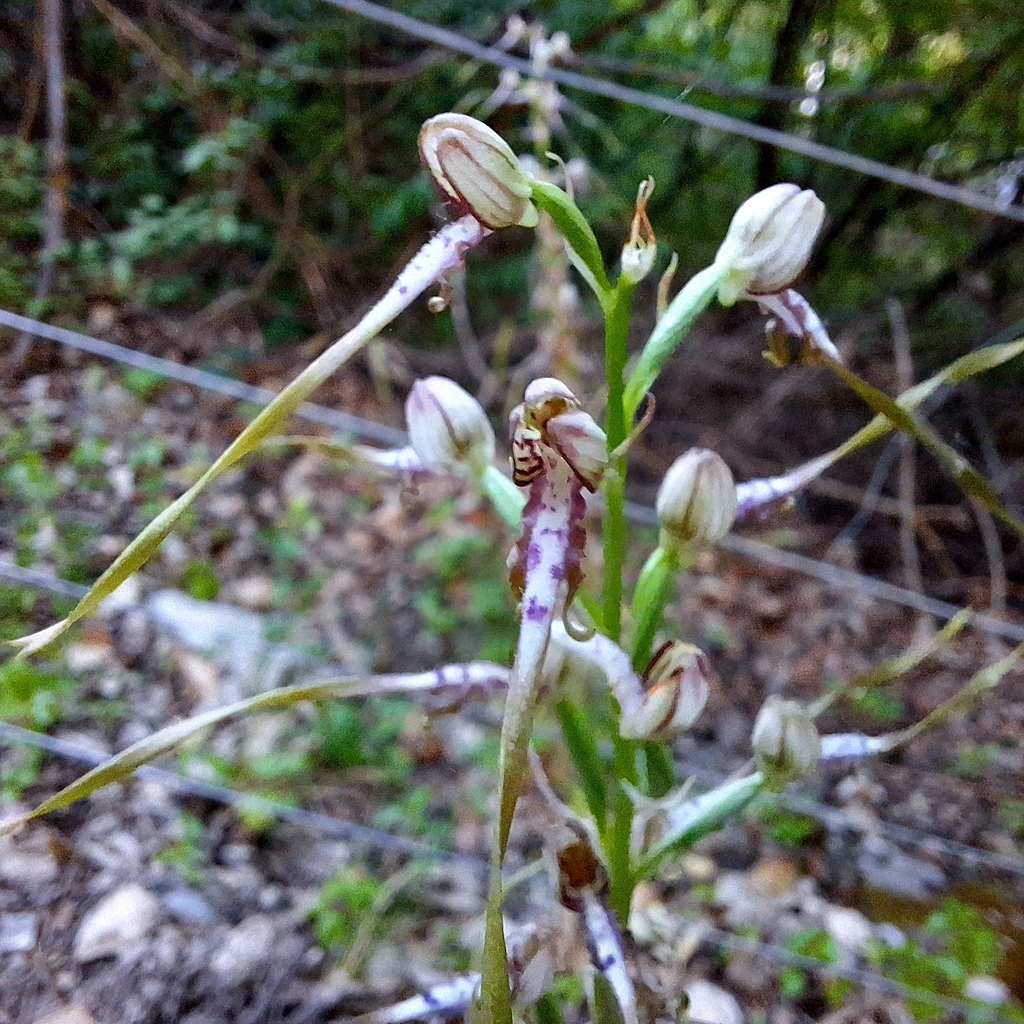 Himantoglossum adriaticum; photograph author not stated, no rights reserved