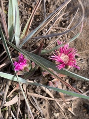Delosperma sutherlandii