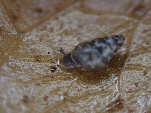 Tornatellinops novoseelandicus observed 2026-06-02