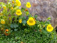Calceolaria tenella
