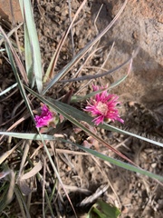Delosperma sutherlandii