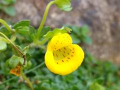 Calceolaria tenella