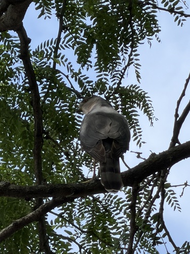 Cooper's Hawk