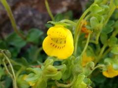 Calceolaria tenella