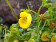 Calceolaria tenella