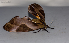 Coequosa triangularis