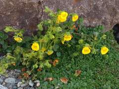Calceolaria tenella
