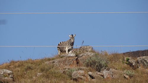 Chapman's Zebra