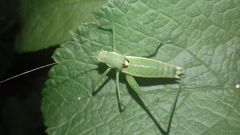 Leptophyes discoidalis