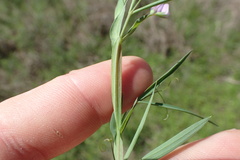 Lathyrus pusillus