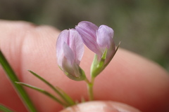 Lathyrus pusillus