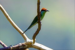 Merops americanus