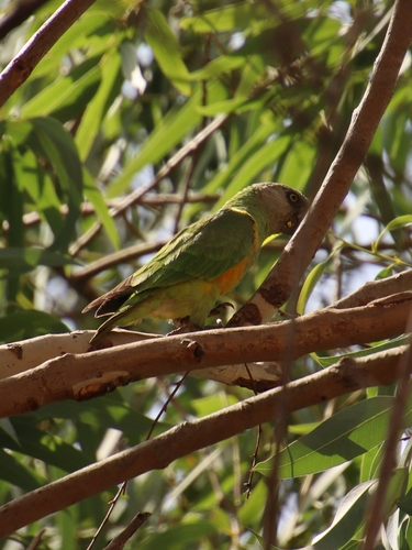 iNaturalist image