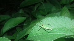 Leptophyes discoidalis