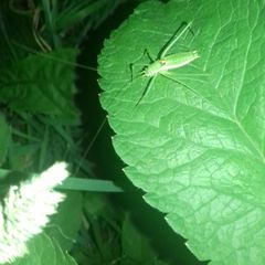 Leptophyes discoidalis