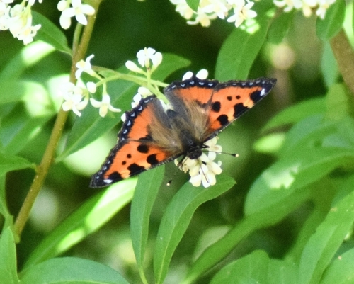 Small Tortoiseshell