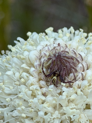 Goldenrod Crab Spider