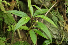 Lysimachia ardisioides