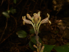 Ruellia proxima