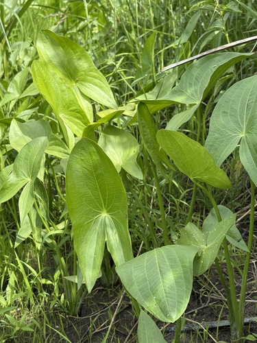Sagittifolia group