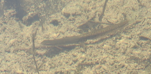 Eastern Newt observed by cherylbailey