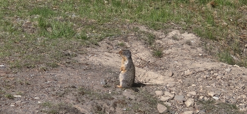 Columbian Ground Squirrel observed by pahill