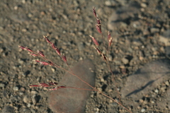 Poa subfastigiata