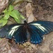 Papilio xanthopleura - Photo (c) Filho Manfredini, some rights reserved (CC BY-NC), uploaded by Filho Manfredini
