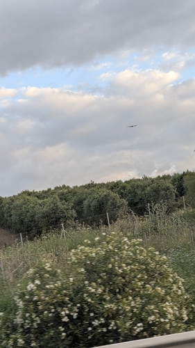 White Stork