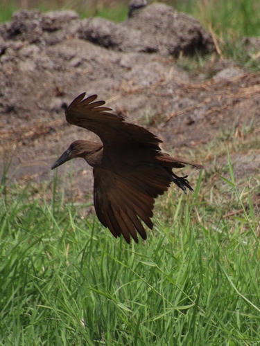 iNaturalist image