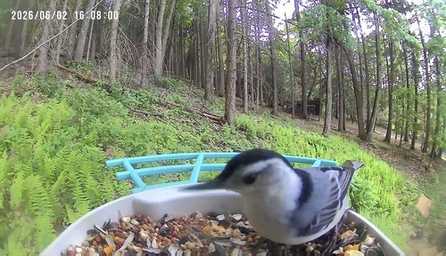 White-breasted Nuthatch