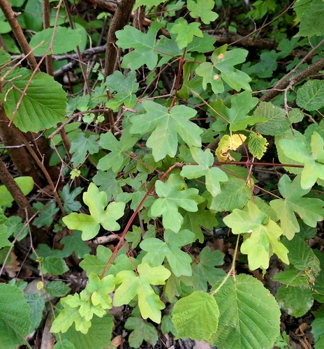 field maple