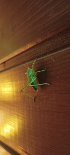 Great Green Bush-cricket