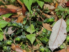 Neottia japonica